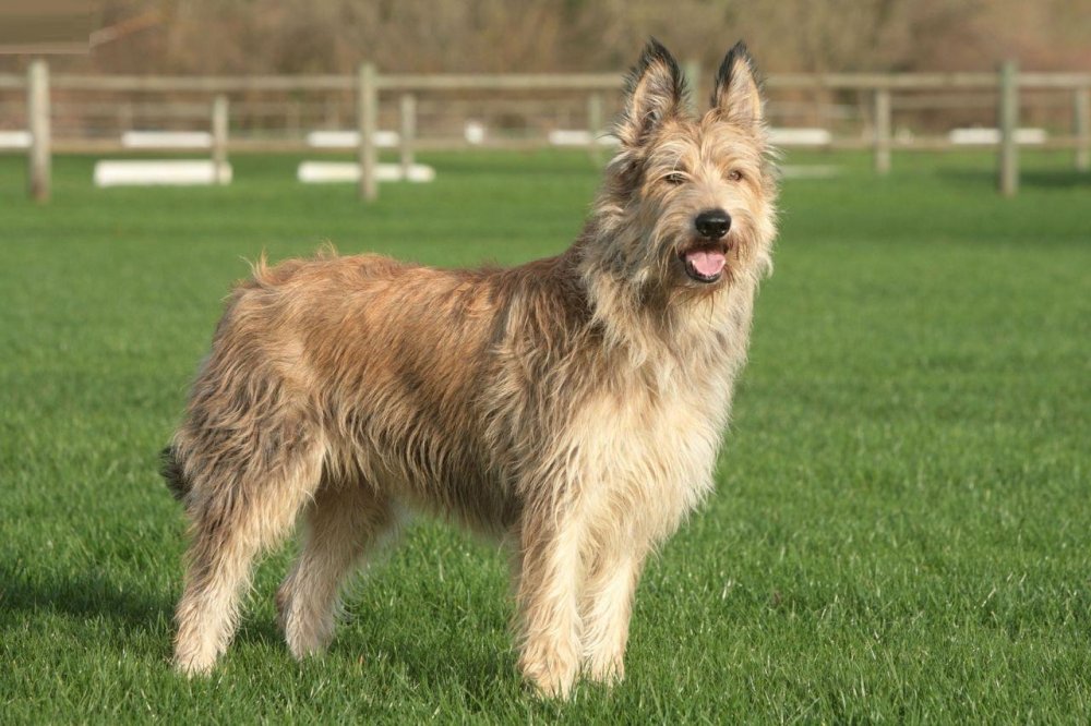 Picardy Shepherd Dog Breed Image 13