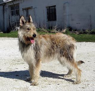 Picardy Shepherd Dog Breed Image 14