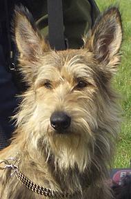 Picardy Shepherd Dog Breed Image 17