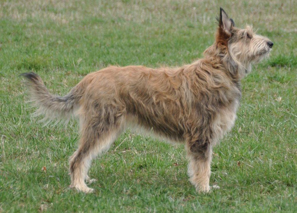 Picardy Shepherd Dog Breed Image 6