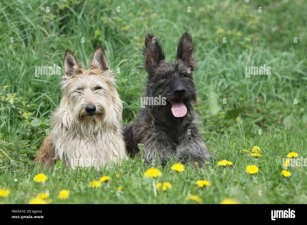 Picardy Shepherd Dog Breed Image 9