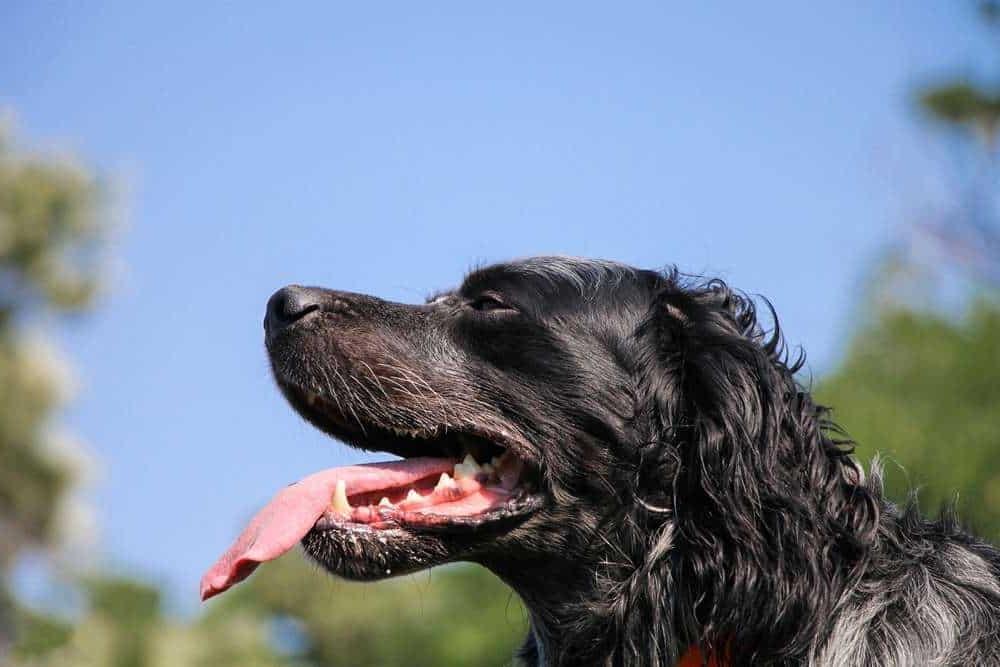 Picardy Spaniel Dog Breed Image 10