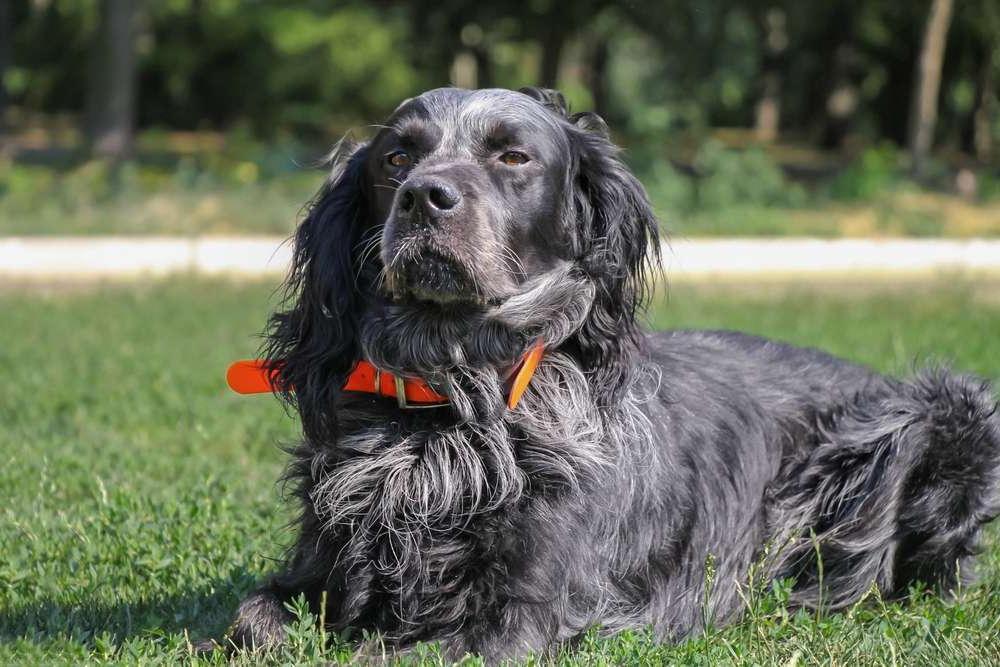 Picardy Spaniel Dog Breed Image 12