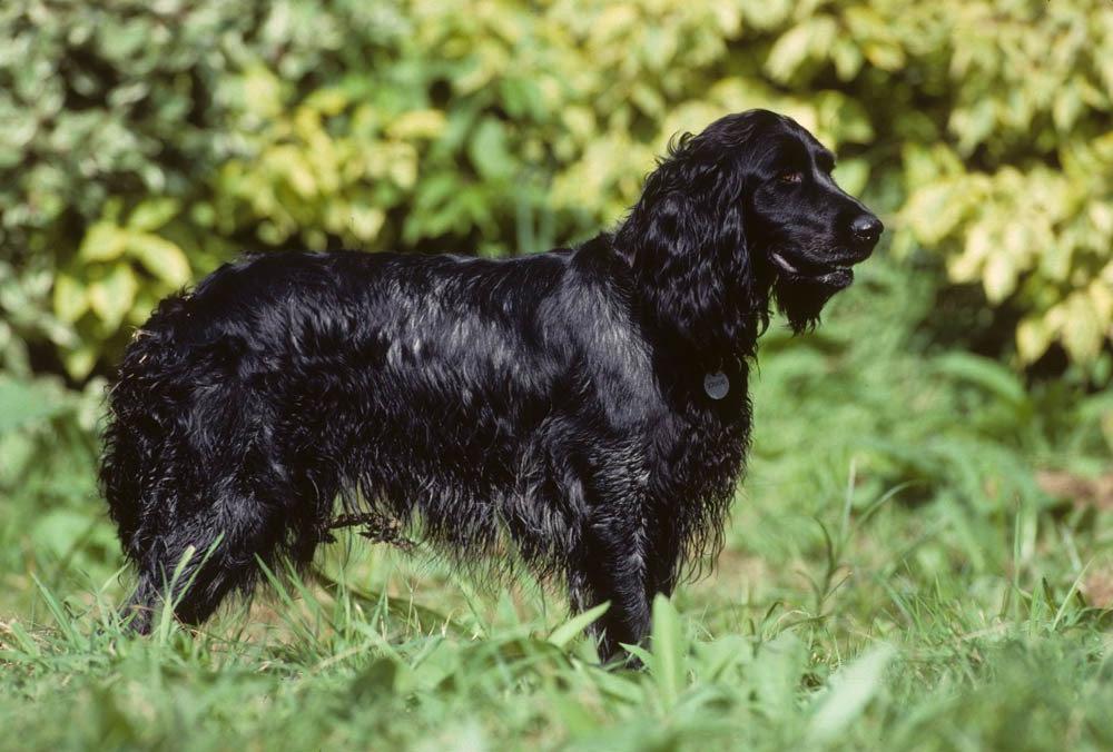 Picardy Spaniel Dog Breed Image 15