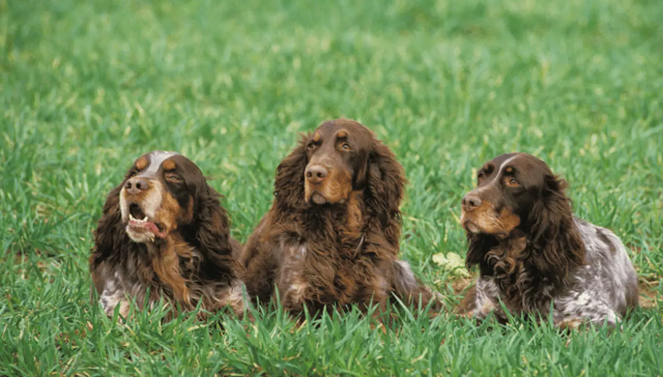 Picardy Spaniel Dog Breed Image 19