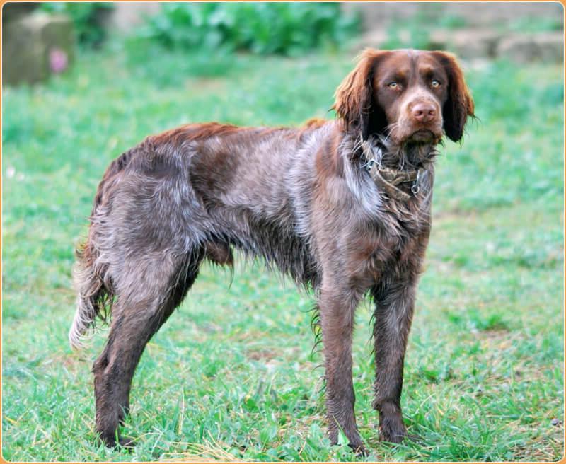 Picardy Spaniel Dog Breed Image 2