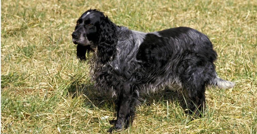 Picardy Spaniel Dog Breed Image 3