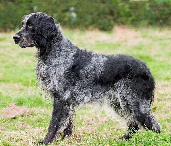 Picardy Spaniel Dog Breed Image 6