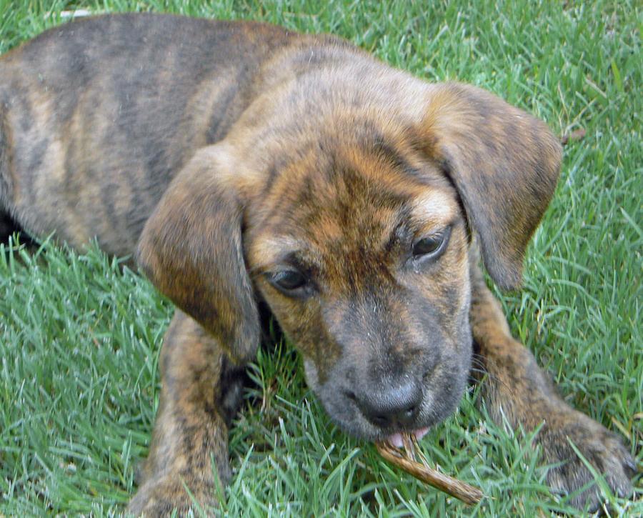 Plott Hound Dog Breed Image 16