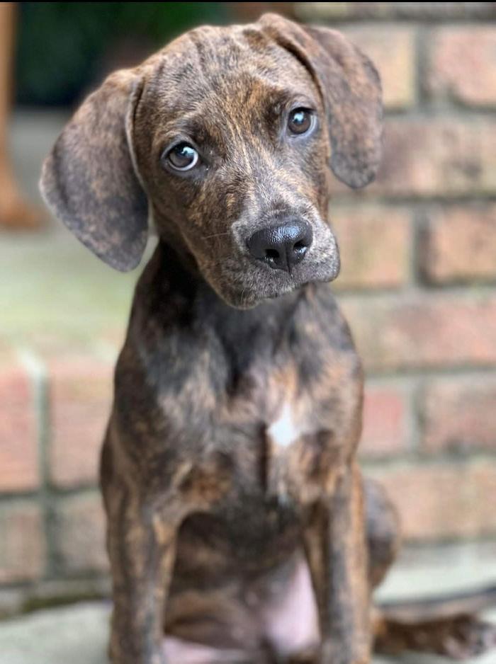 Plott Hound Dog Breed Image 17