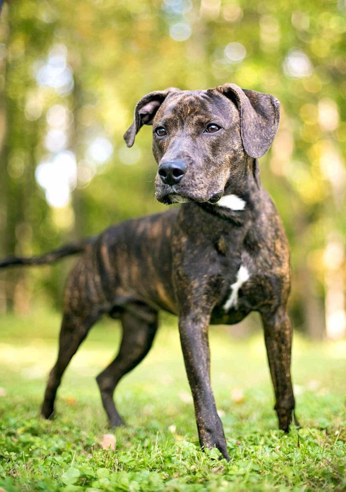 Plott Hound Dog Breed Image 2