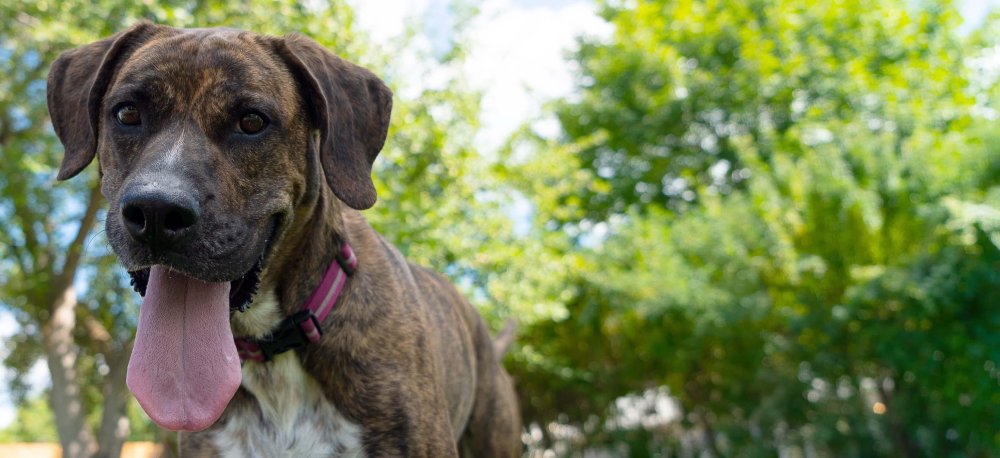 Plott Hound Dog Breed Image 20