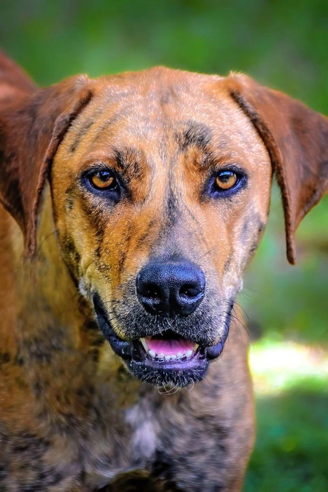 Plott Hound Dog Breed Image 4