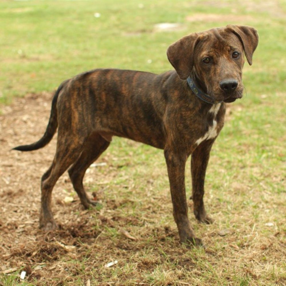 Plott Hound Dog Breed Image 8