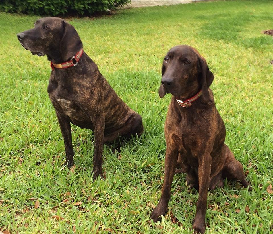 Plott Hound Dog Breed Image 9