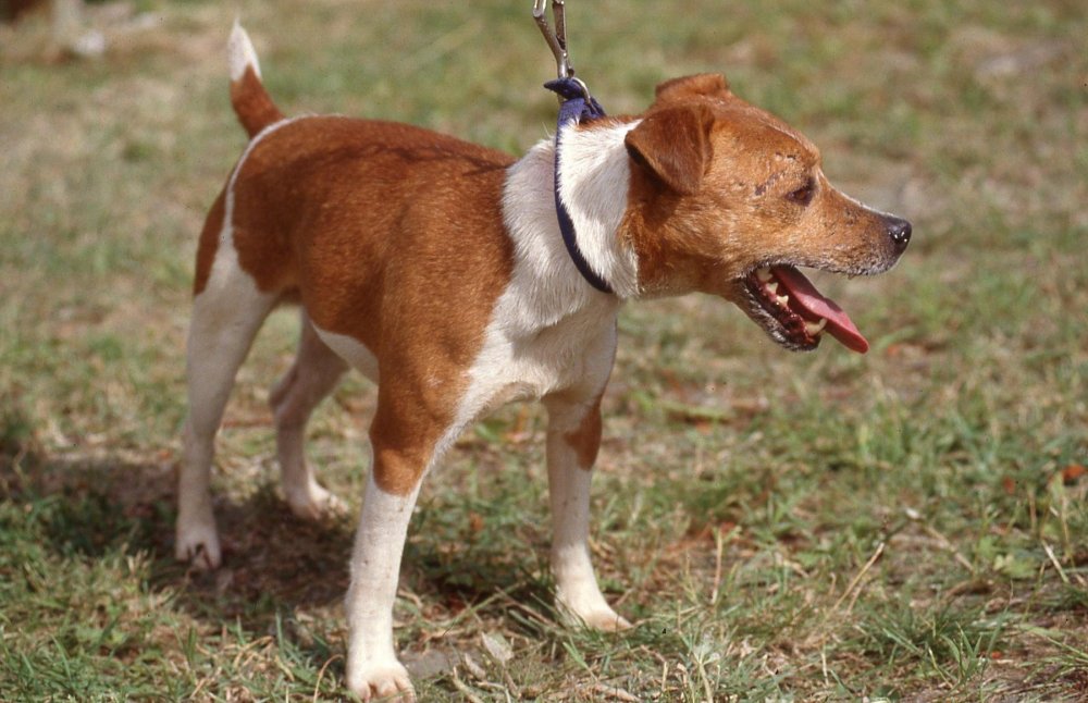 Plummer Terrier Dog Breed Image 11