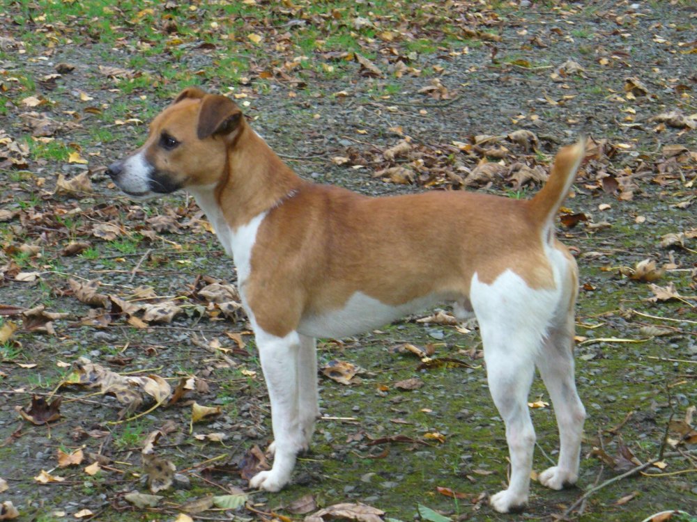 Plummer Terrier Dog Breed Image 17