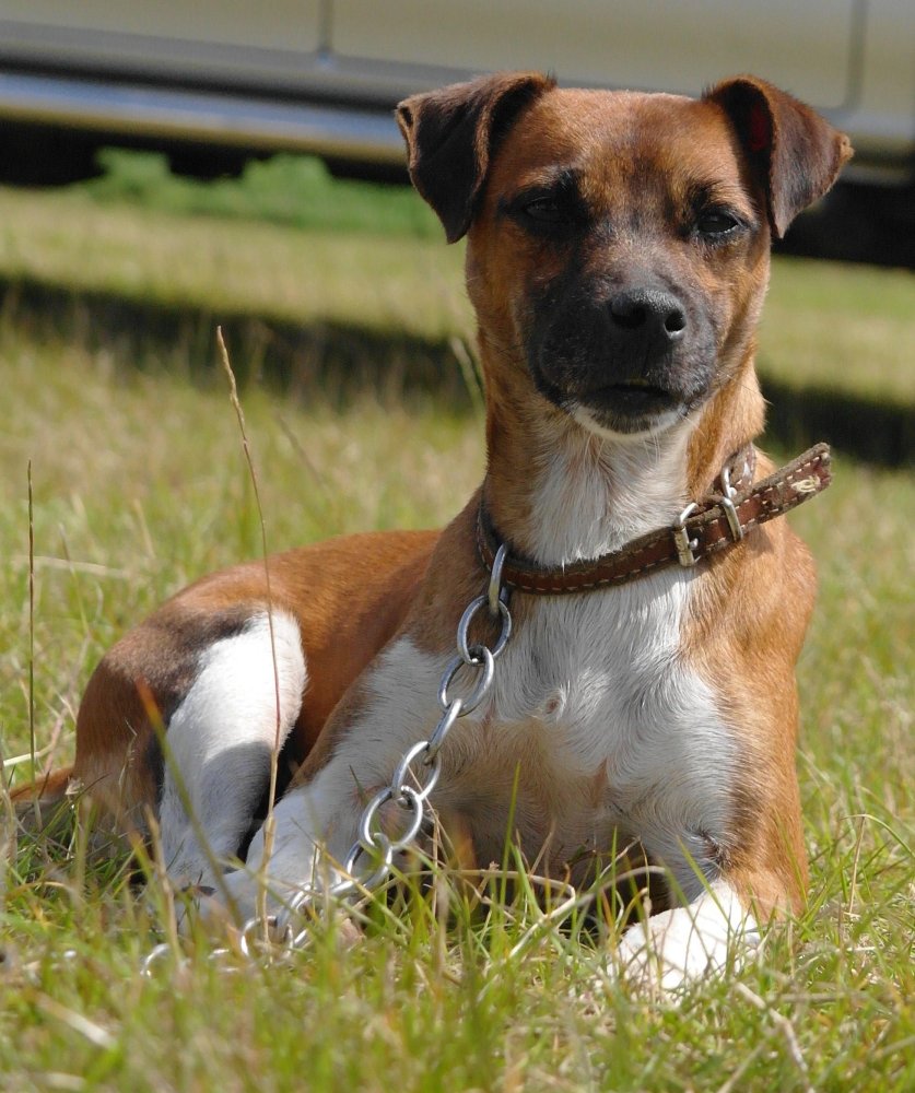 Plummer Terrier Dog Breed Image 3