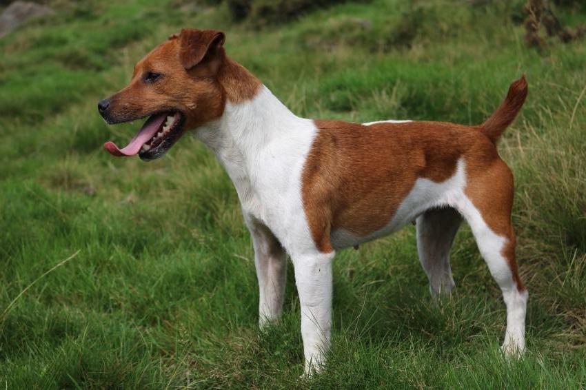 Plummer Terrier Dog Breed Image 9