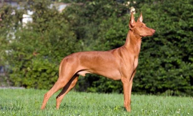 Podenco Andaluz Dog Breed Image 12