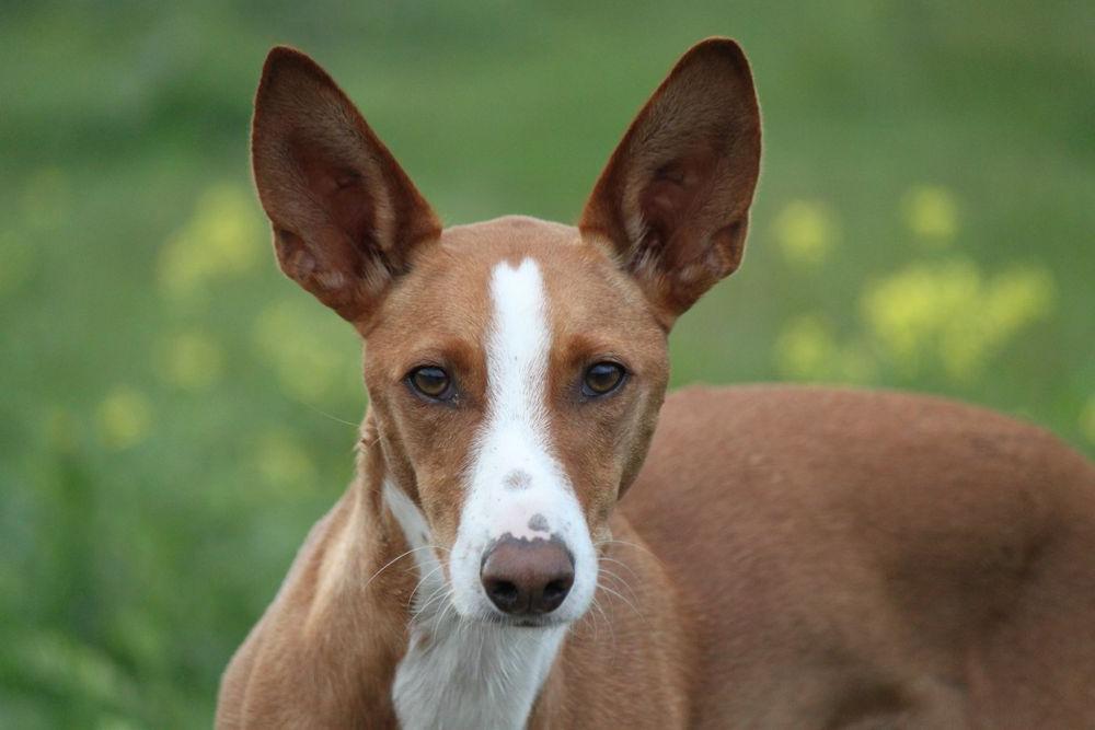 Podenco Andaluz Dog Breed Image 17