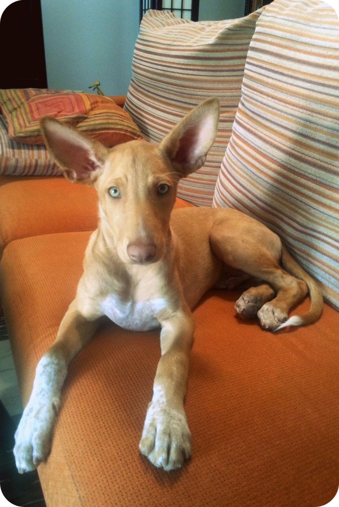 Podenco Andaluz Dog Breed Image 20