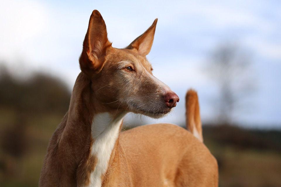 Podenco Andaluz Dog Breed Image 5