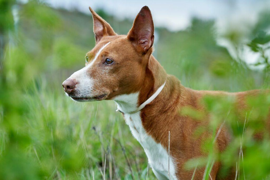 Podenco Andaluz Dog Breed Image 6