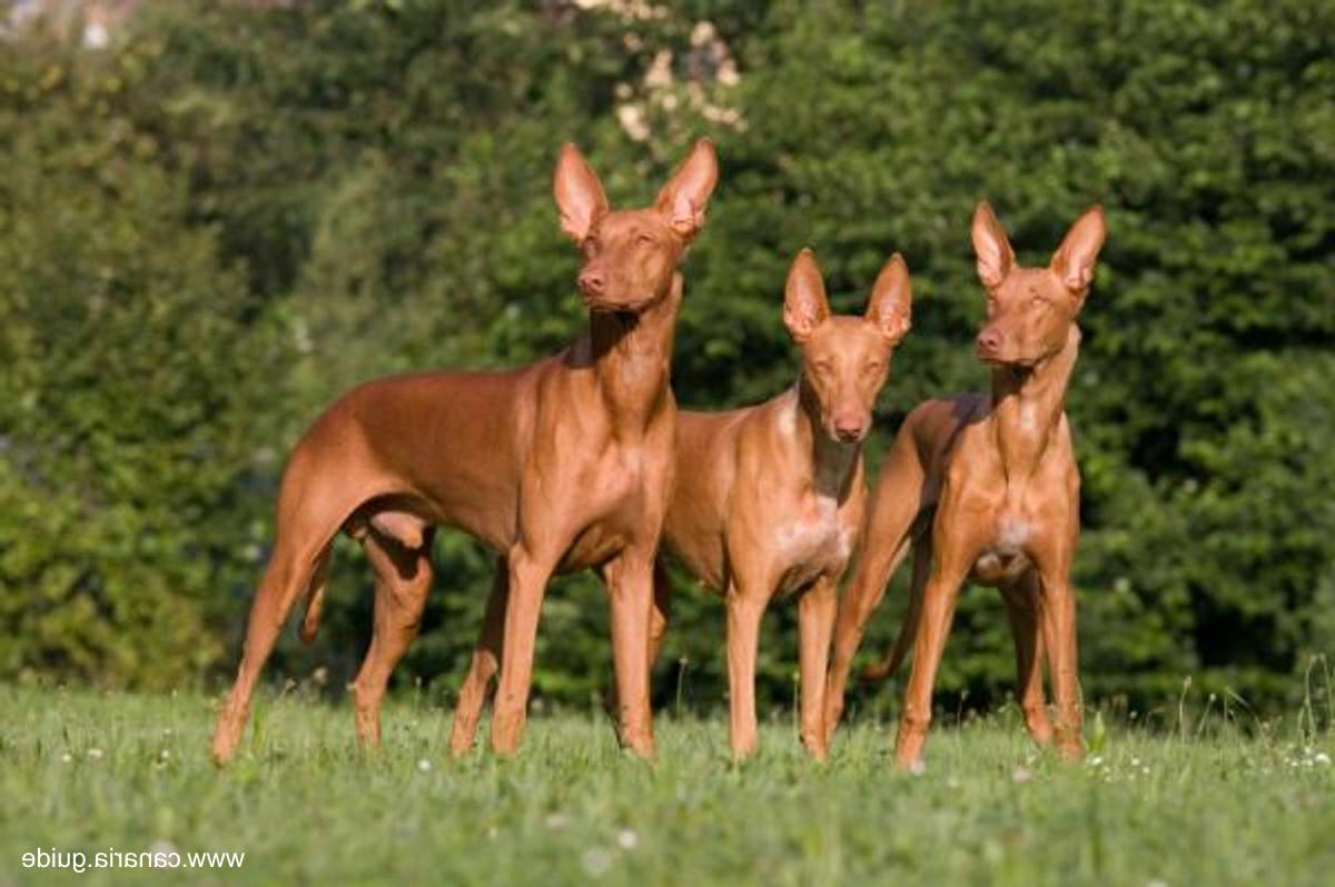 Podenco Canario Dog Breed Image 10