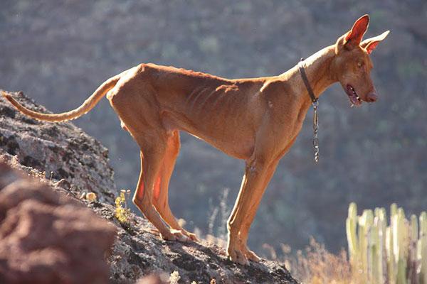 Podenco Canario Dog Breed Image 11