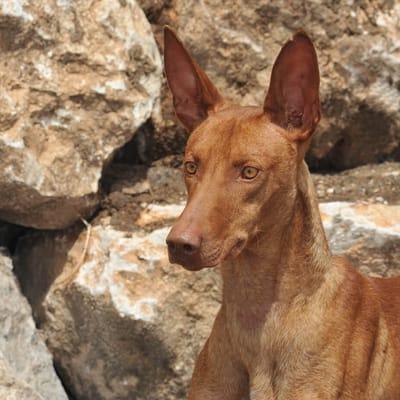 Podenco Canario Dog Breed Image 19