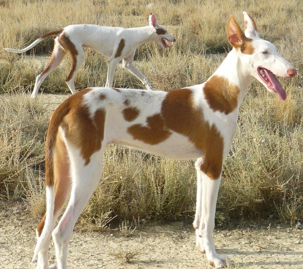 Podenco Canario Dog Breed Image 4