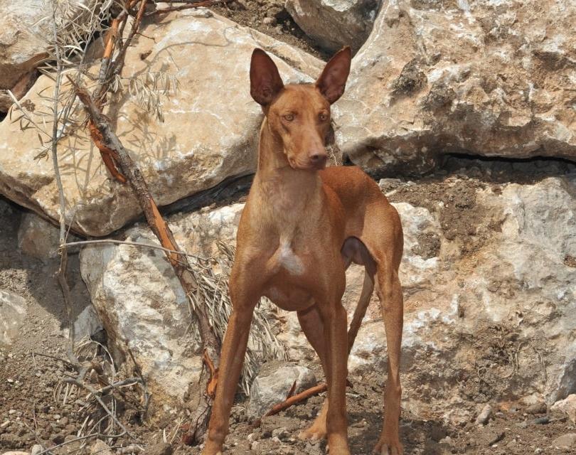 Podenco Canario Dog Breed Image 6