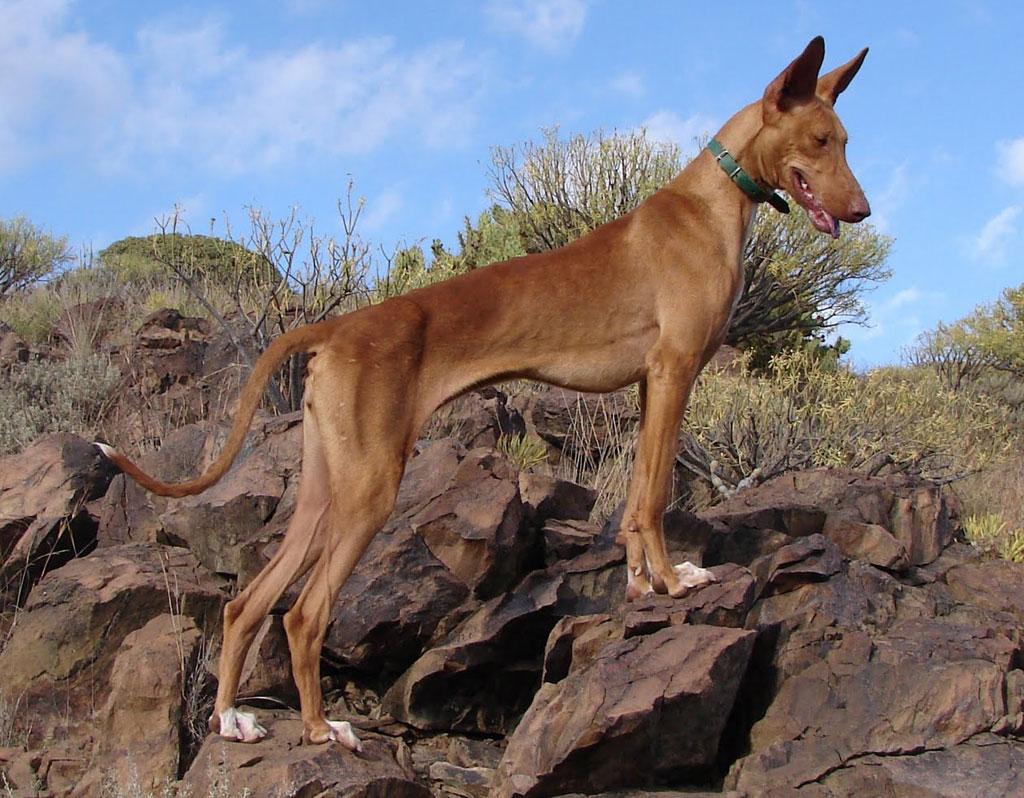 Podenco Canario Dog Breed Image 7