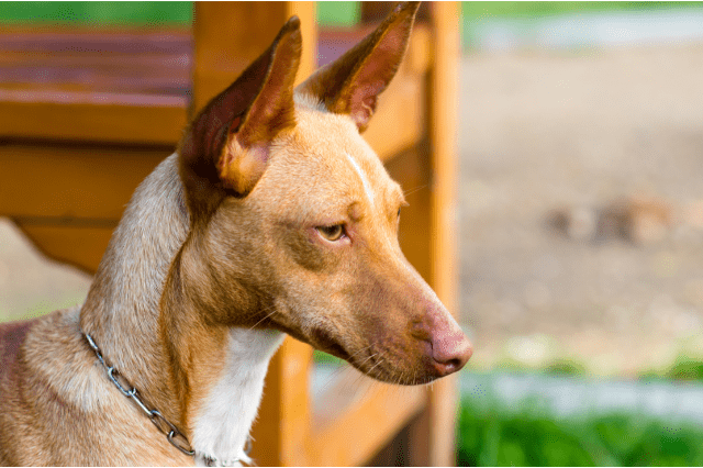 Podenco Valenciano Dog Breed Image 14