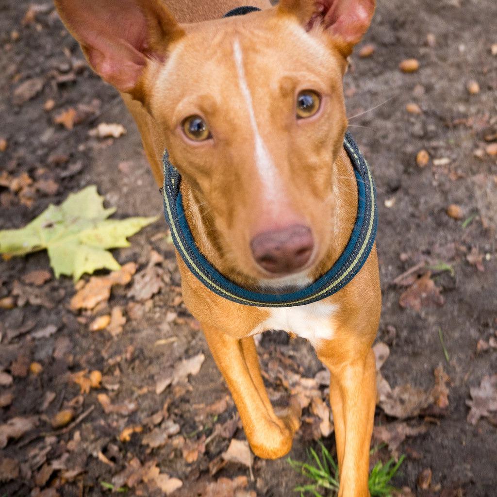 Podenco Valenciano Dog Breed Image 18