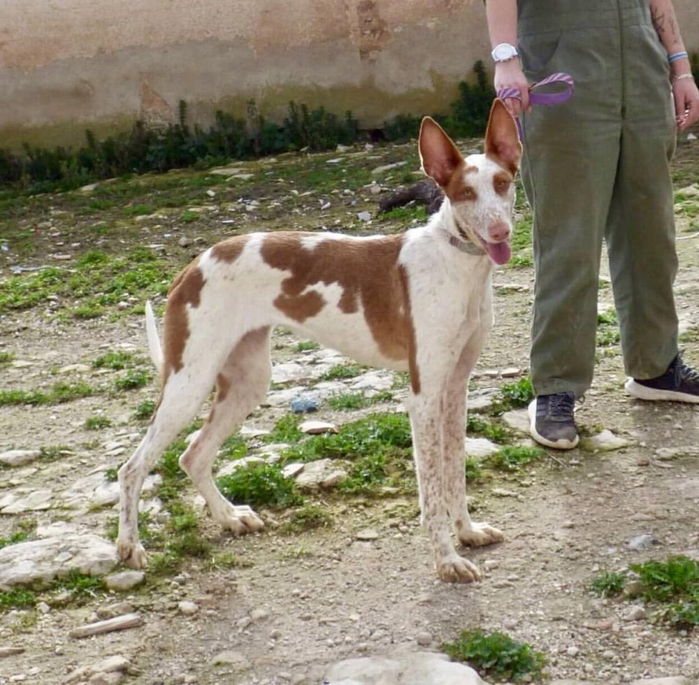 Podenco Valenciano Dog Breed Image 19