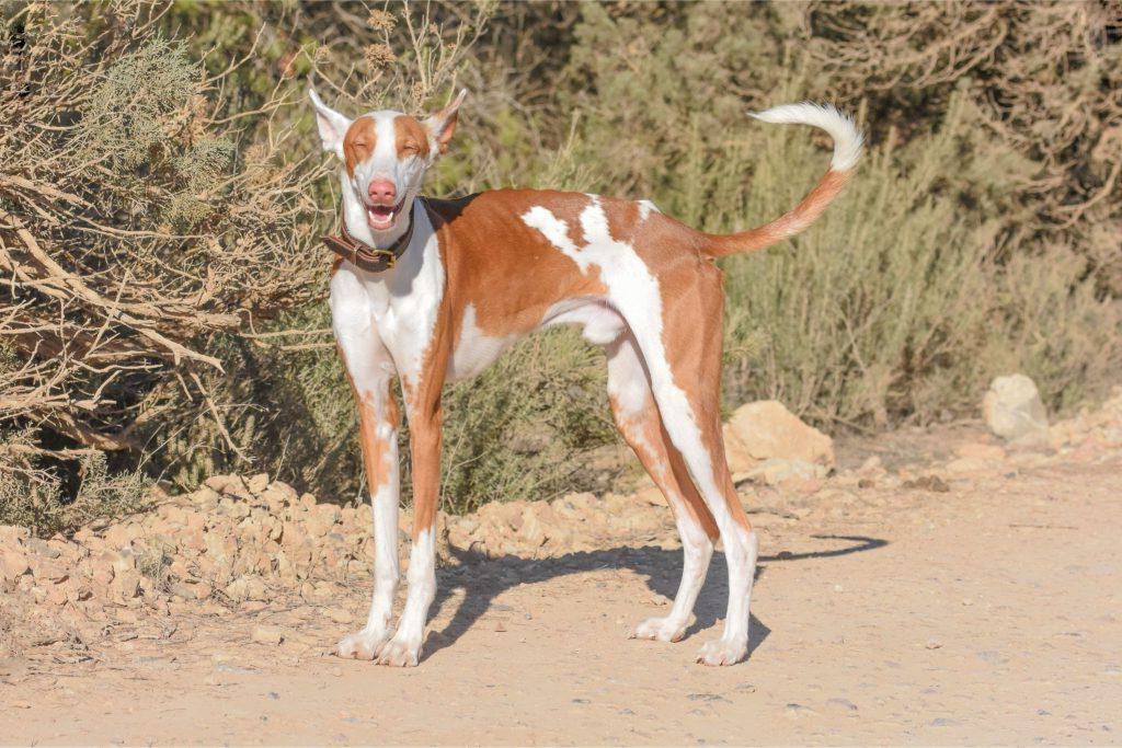 Podenco Valenciano Dog Breed Image 2