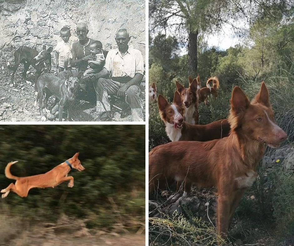 Podenco Valenciano Dog Breed Image 20