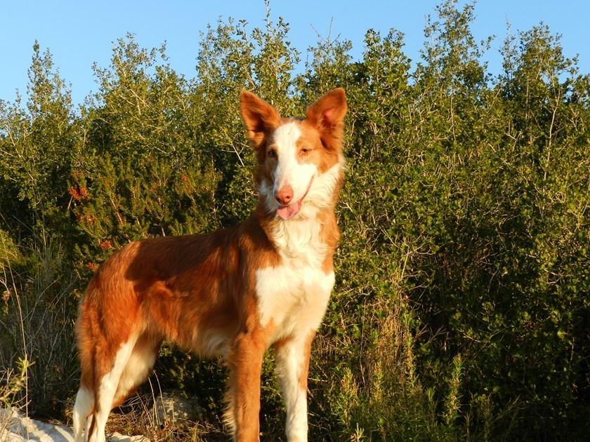 Podenco Valenciano Dog Breed Image 3