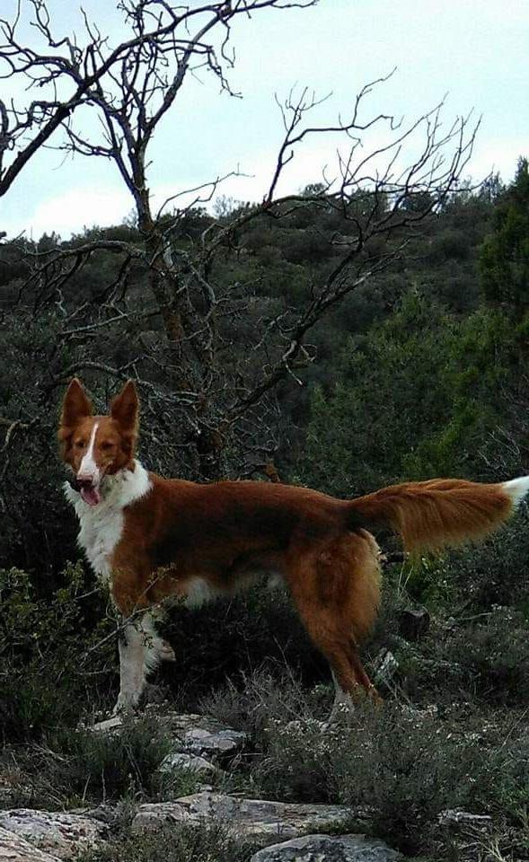 Podenco Valenciano Dog Breed Image 9