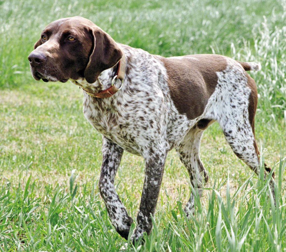 Pointer Dog Breed Image 1