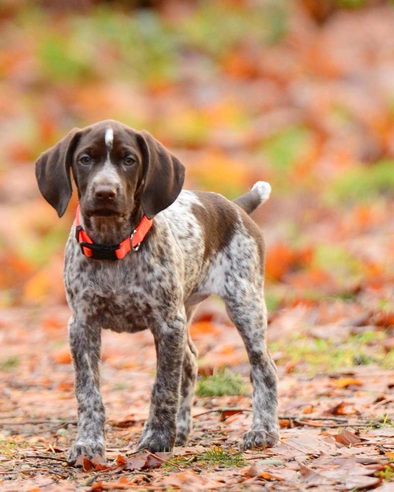 Pointer Dog Breed Image 13