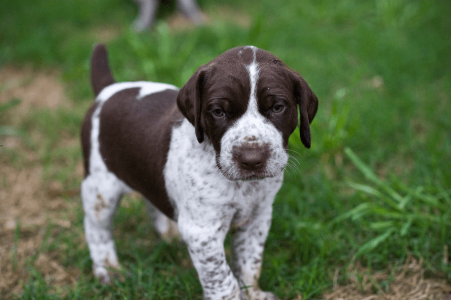 Pointer Dog Breed Image 16