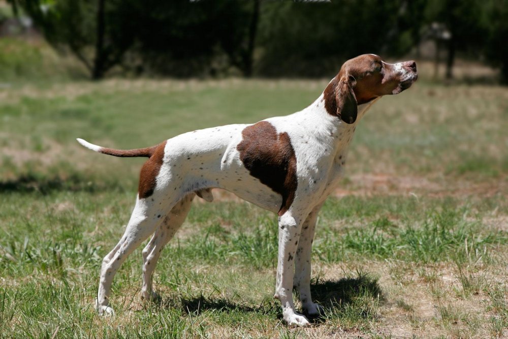 Pointer Dog Breed Image 2