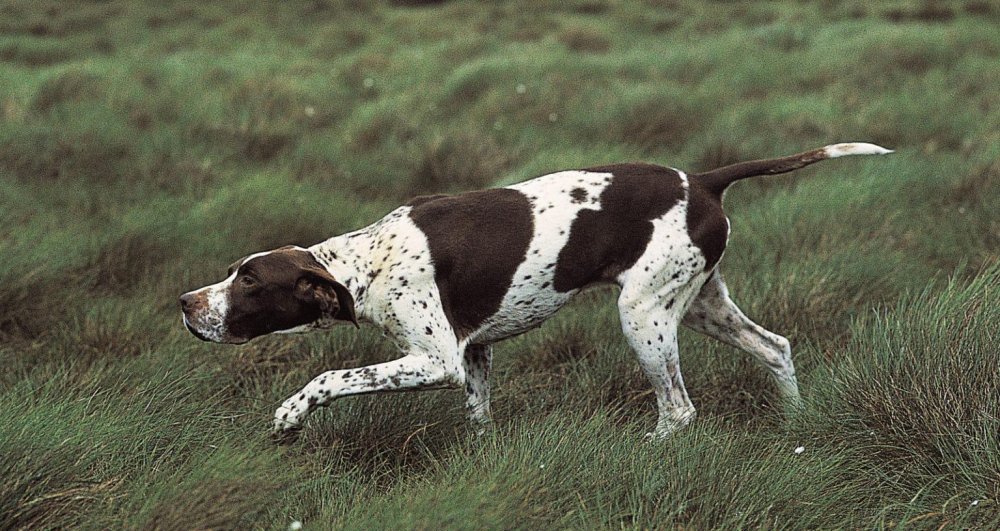 Pointing Dog Breeds Image 10