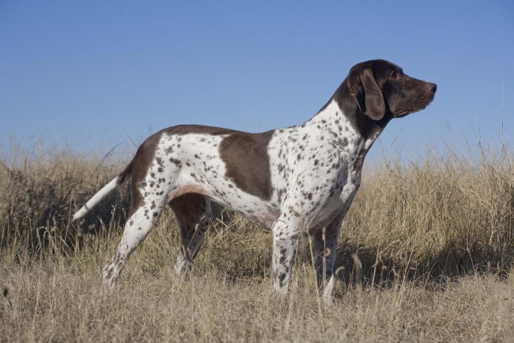 Pointing Dog Breeds Image 11