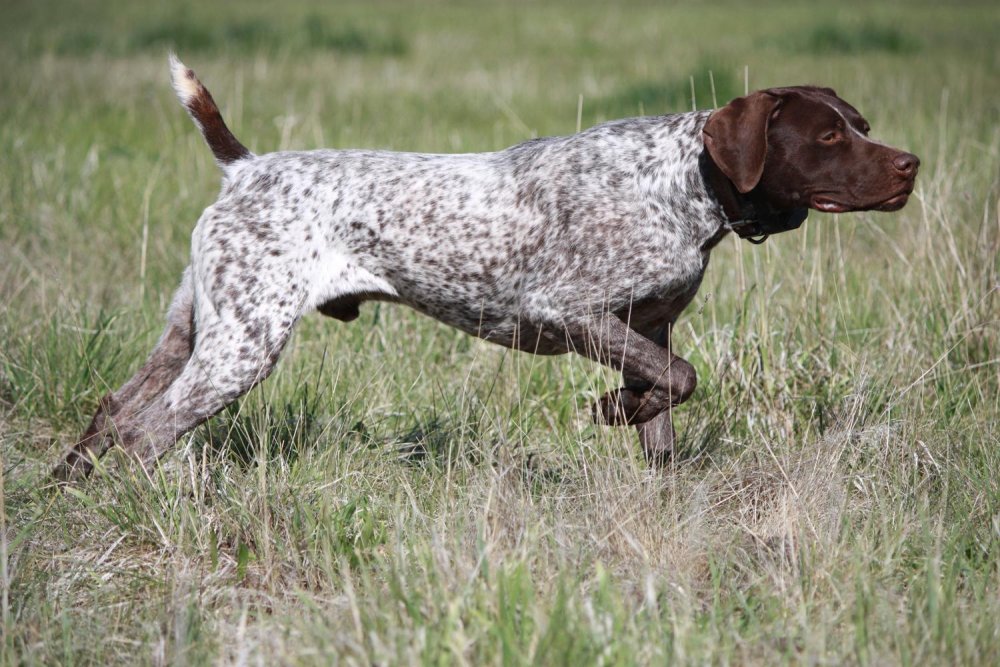 Pointing Dog Breeds Image 14