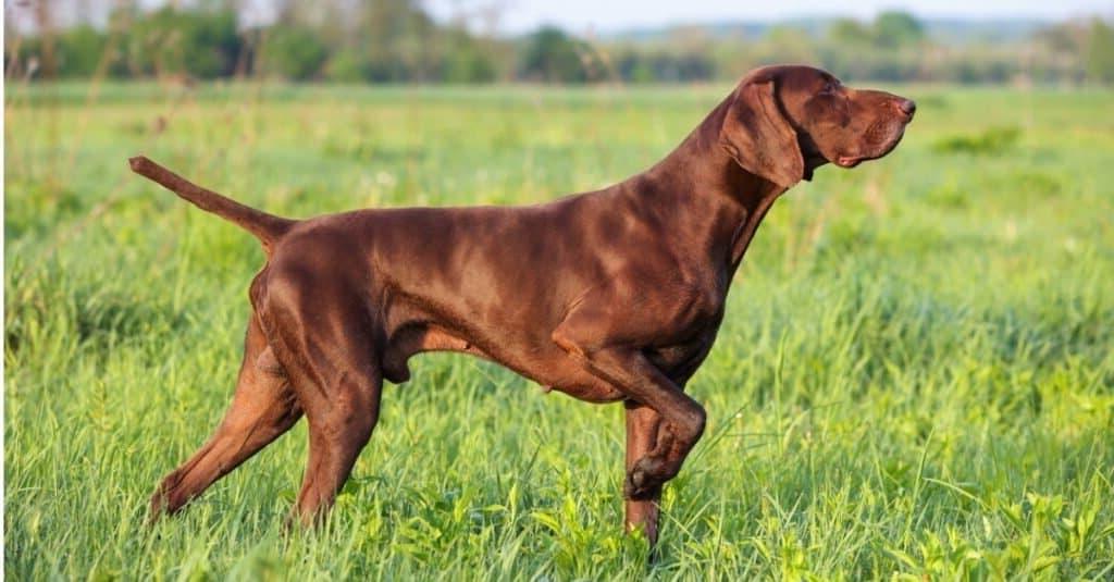 Pointing Dog Breeds Image 18