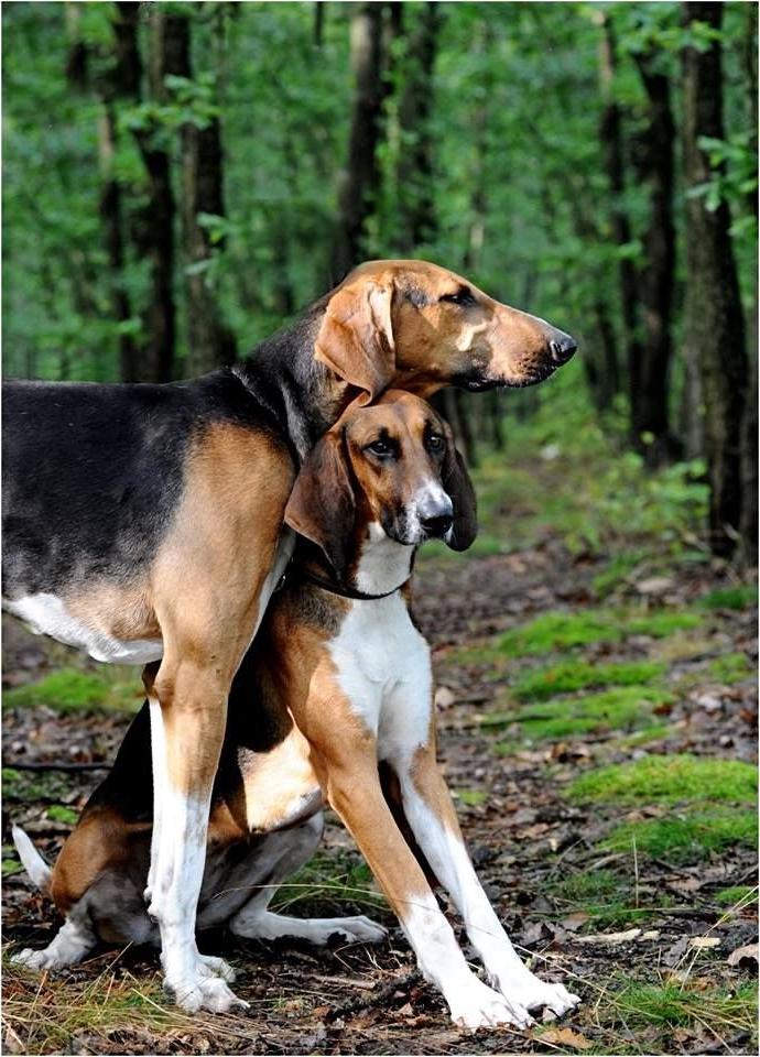 Poitevin Dog Breed Image 11